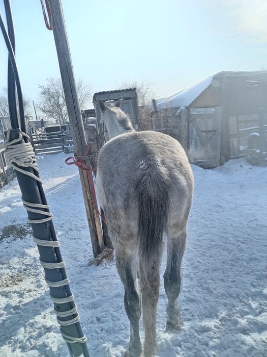 7 жасар айгыр Орловский