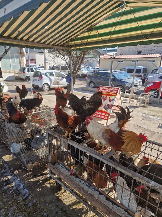 Sergili dehqon bozorida xoroz tovuq kurka quyon huroz ordek