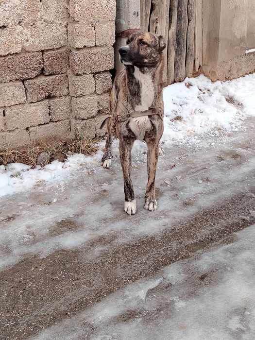 Волкадав сабака 1,5 лет