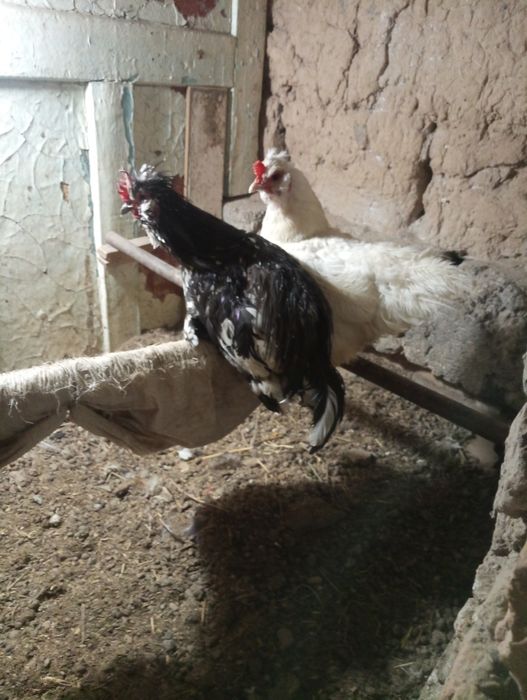 Курица курица курица