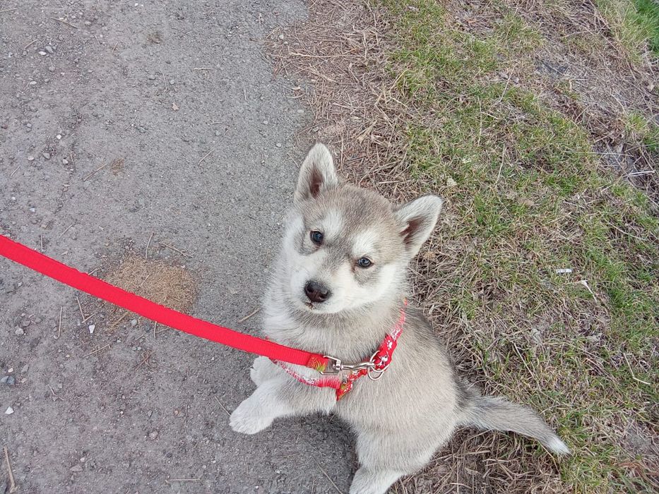 Продам девочку породы Сибирский хаски девочку