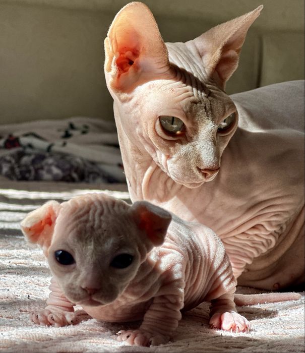Котята канадского сфинкса