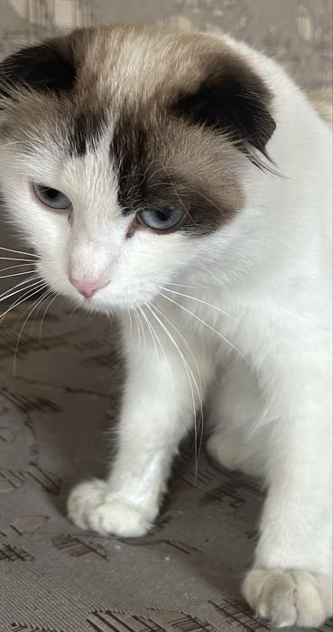 Отдам    кота