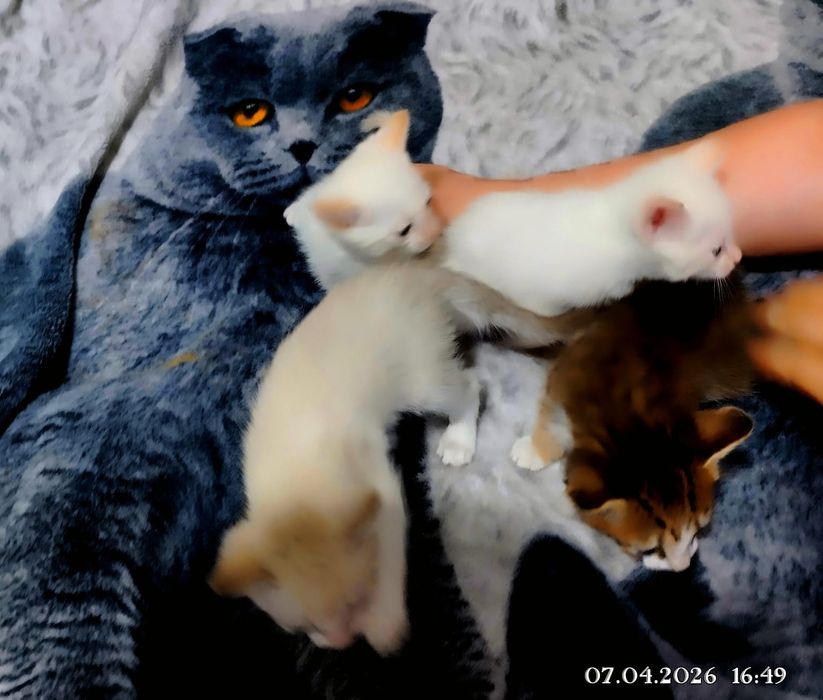 Отдам катят в добрым людям.