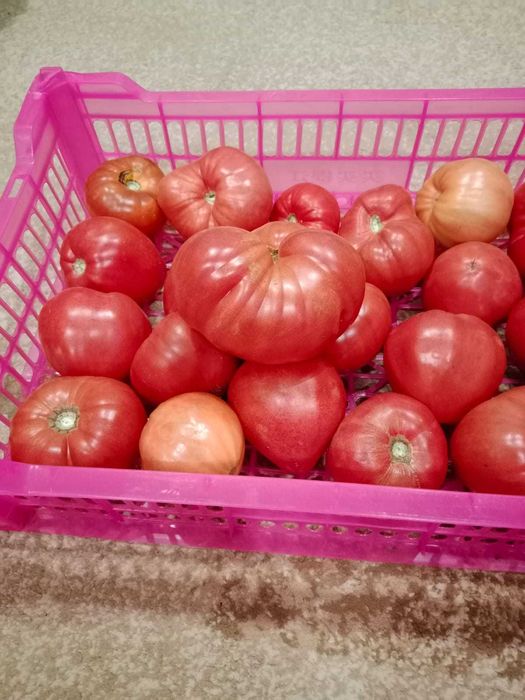 Продам дачные помидоры