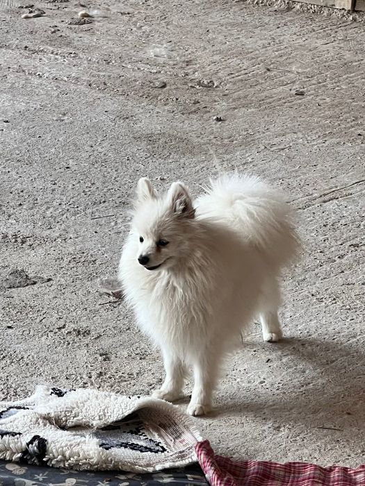 Померан мини шпиц