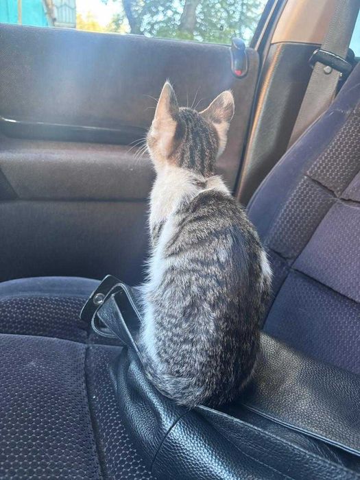 отдам в добрые руки Лелика котенок мальчик