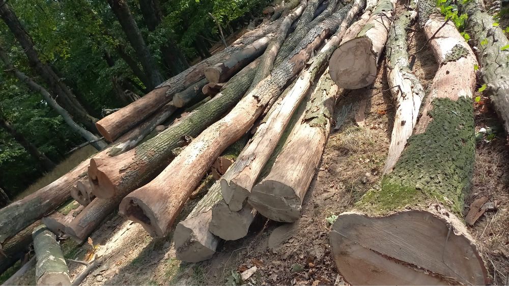 Vand stejar si carpen la preturi avantajoase !!