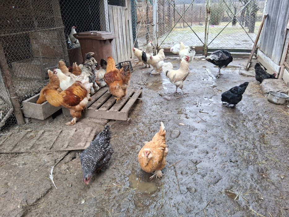 Vand gaini si cocosi de tara 120 lei bucata