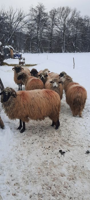 Vând oi.  Preț negociabil!