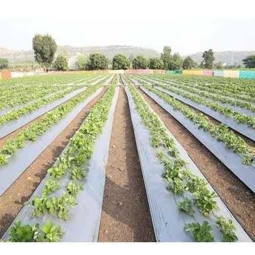 Folie mulcire alb negru 3 ani Israel 30x30 30 mic