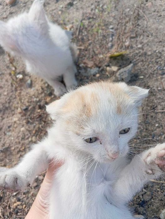 Отдам котят в добрые руки