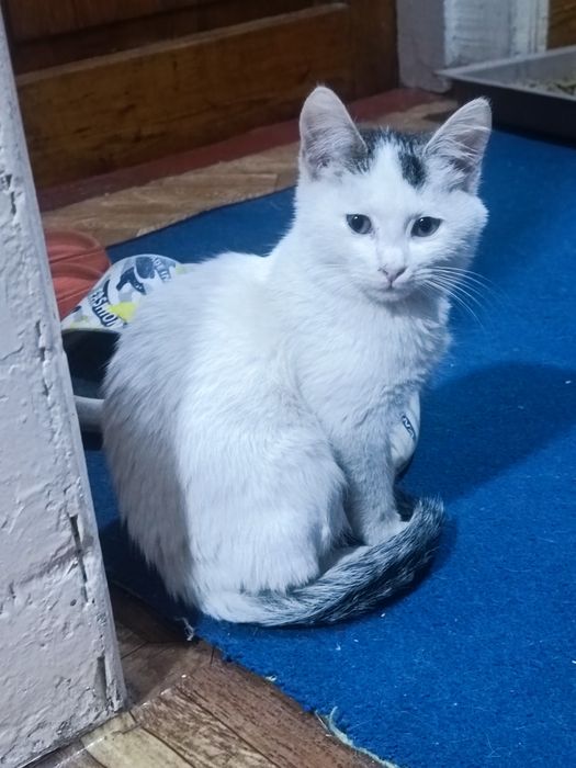 Котята 5 месяцев в хорошие руки