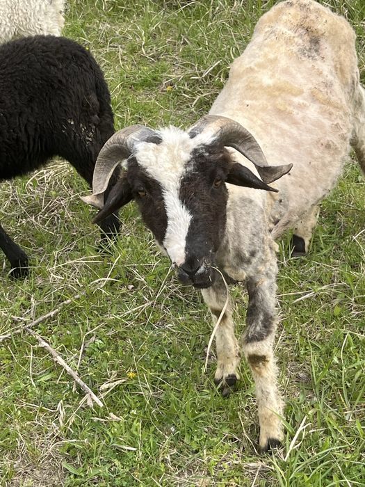 Vand noatini si berbeci