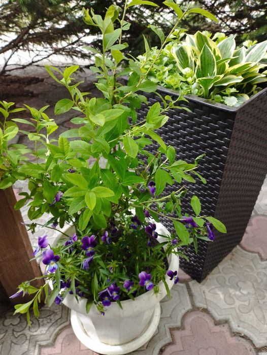 Многолетние цветы