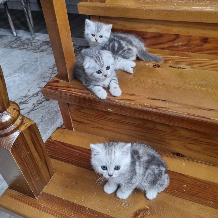 Продам шотландских котят