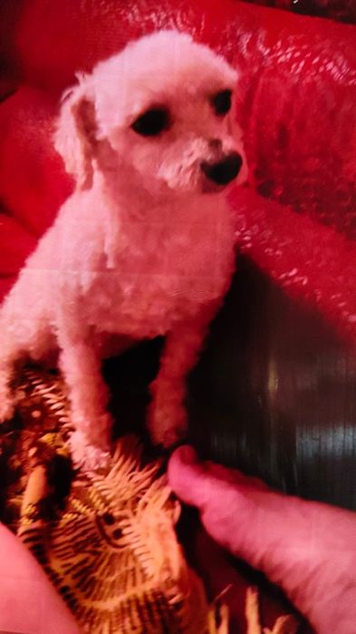 Потерялся карликовый пудель