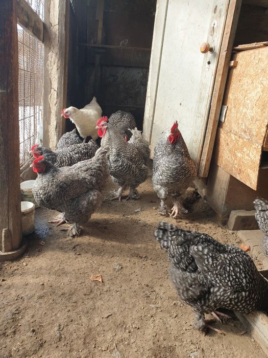 Инкубационные яйцо