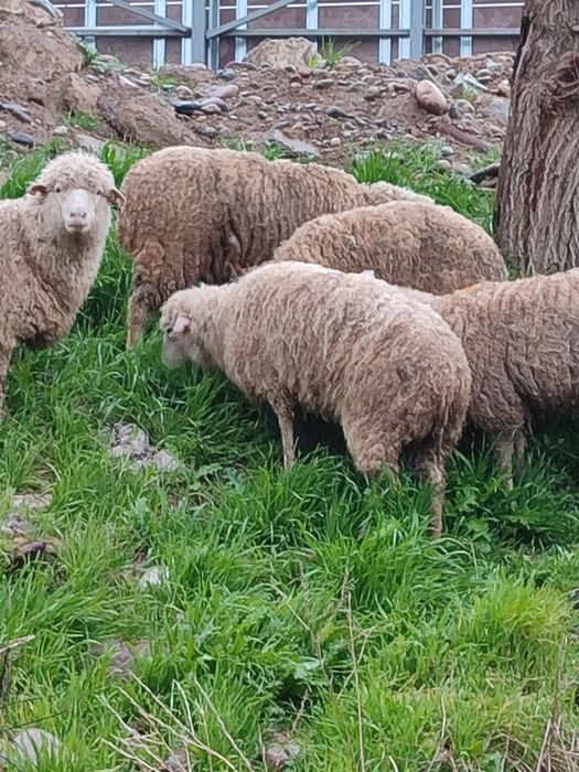 Продаю своих овец