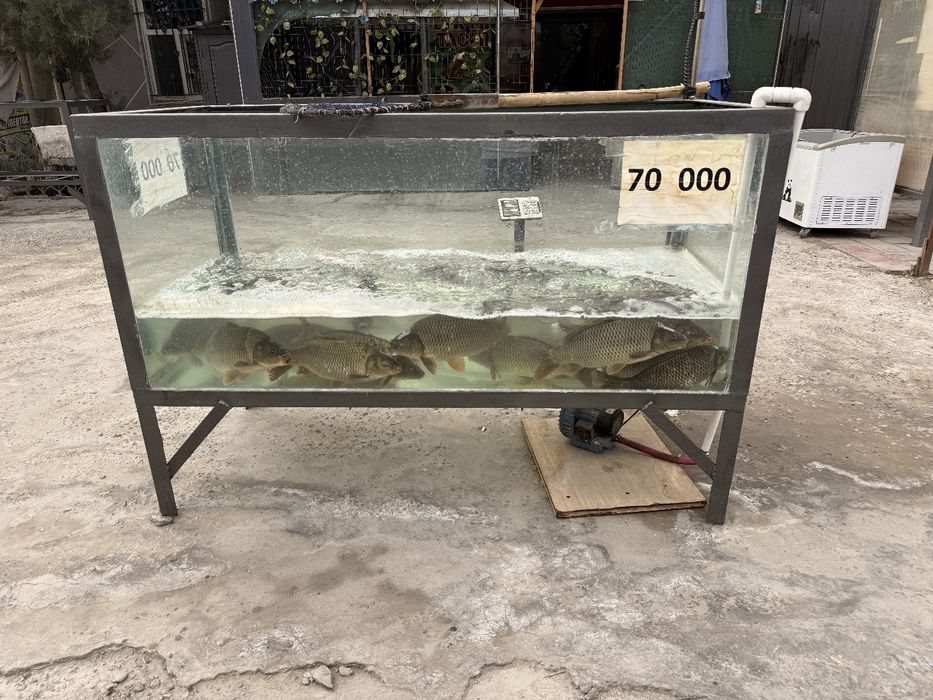 Акварум сотилади