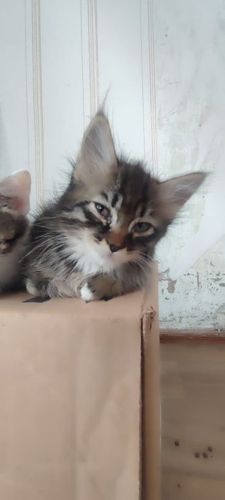 Отдам котят в добрые руки