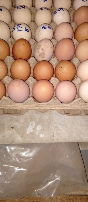 Хан хяп тухумлари сотилади