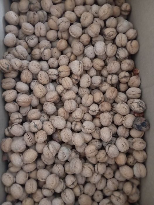 Грецкие орехи вкусный