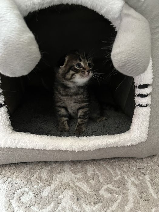 Катята породистые