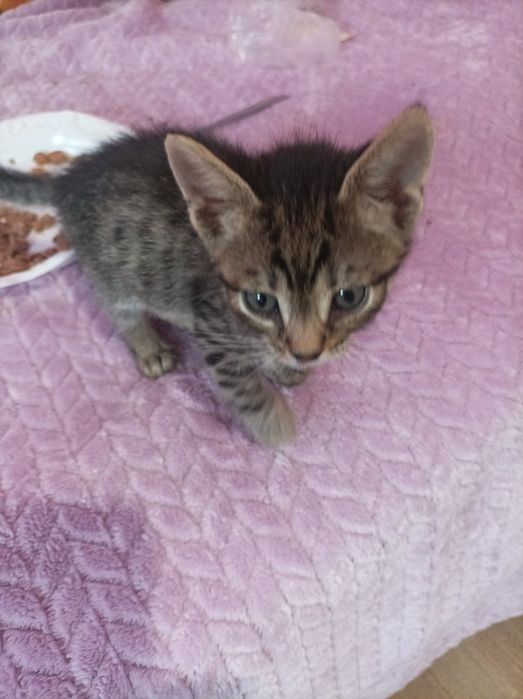 Подарявам котенце