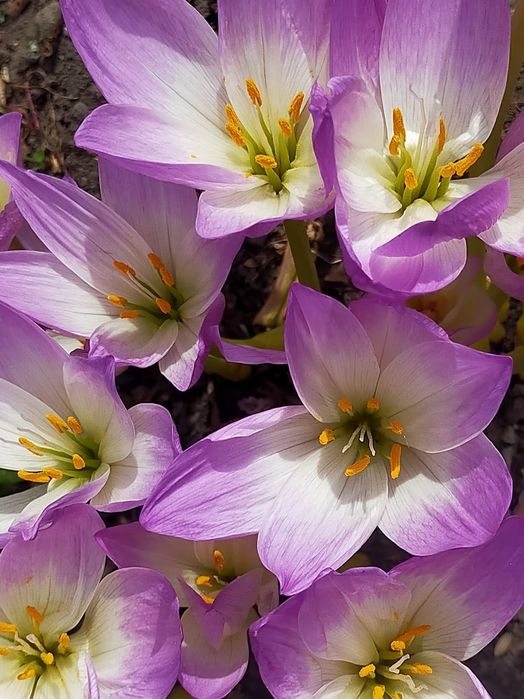 Луковицы Безвременника