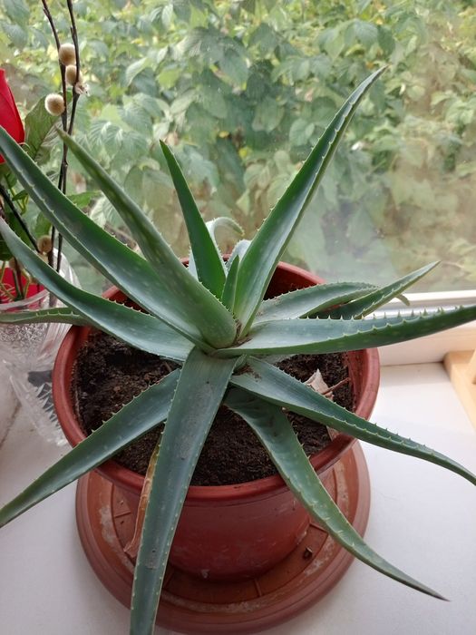 Продам цветы алое