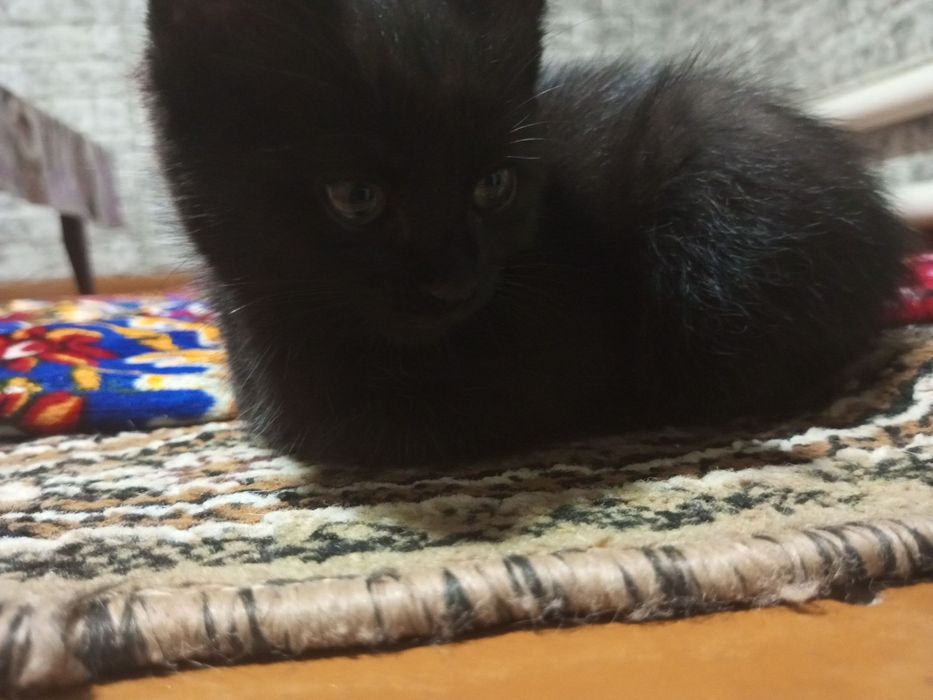 Отдам котят в хорошие руки