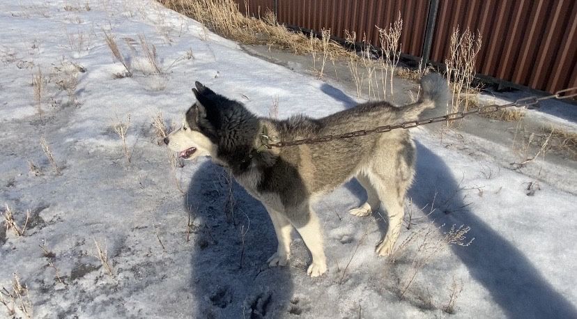 Порода сибирский хаски продаётся