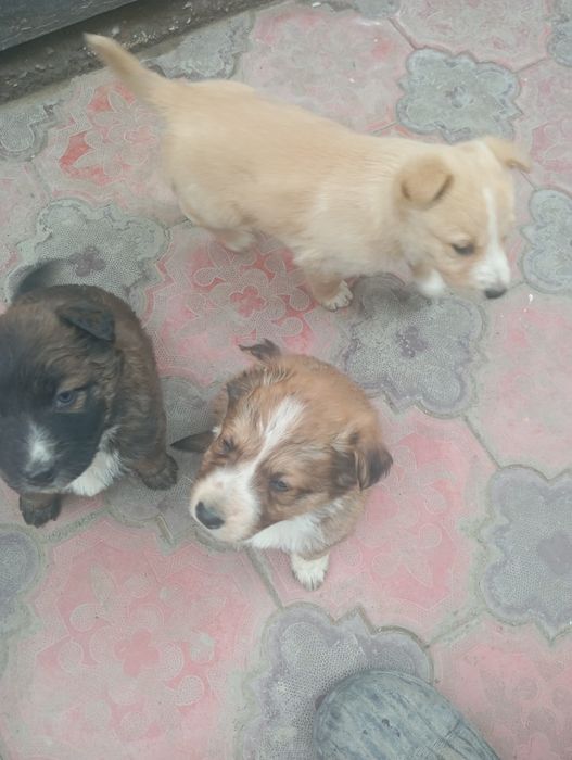 Канден кушыктеры кабаган