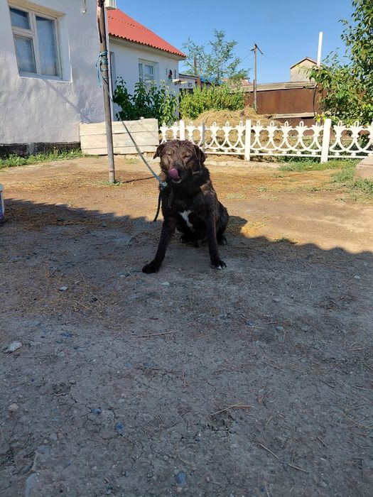 Ит помесь лабрадор