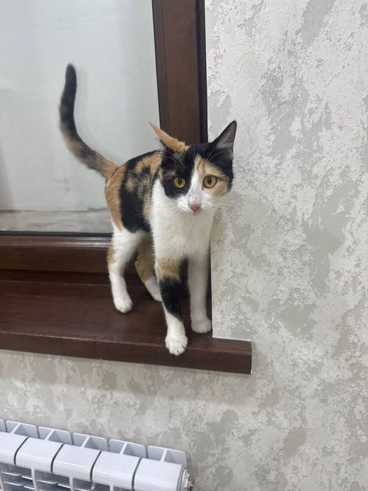 триколор трехцветный домашний котенок девочка ищет любящих хозяев