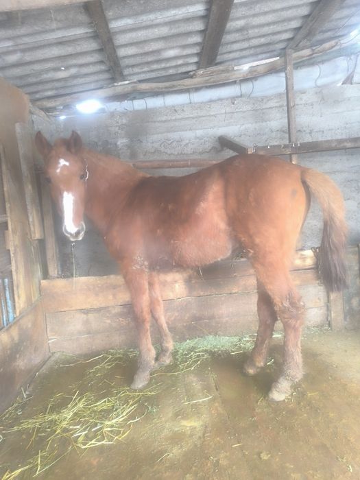 Полтора годовалый жеребчик