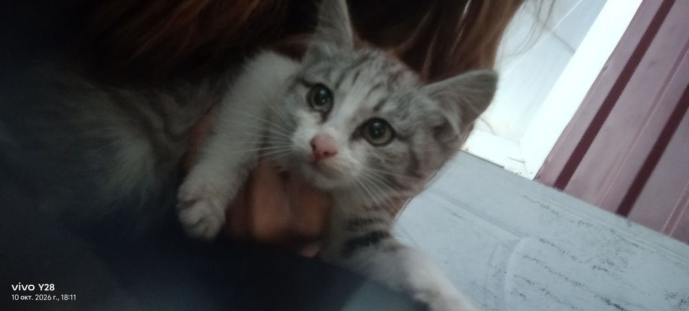 Отдам котят в хорошие руки