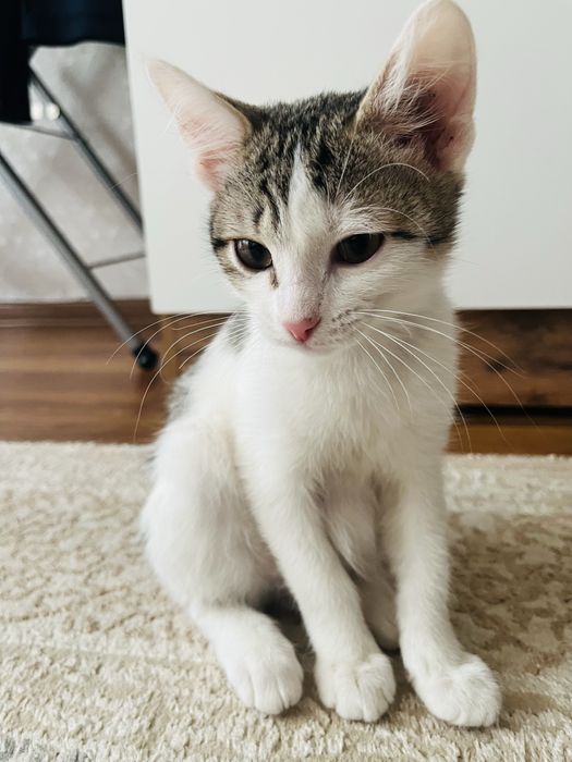 Отдам в добрые руки котят.