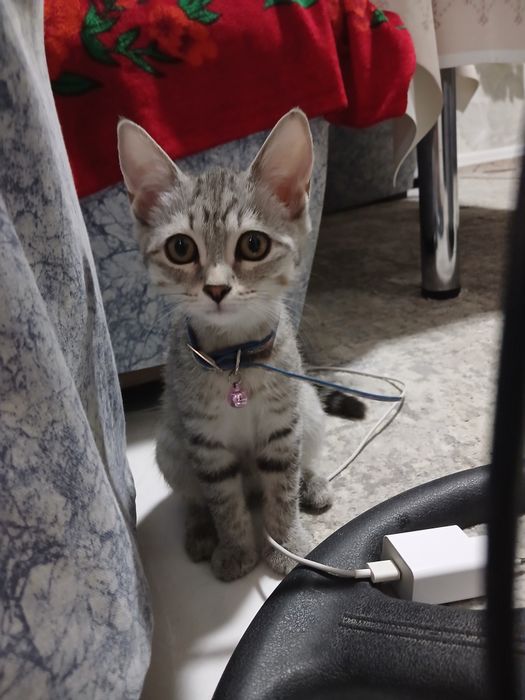 Scottish fold tozza poroda mushu