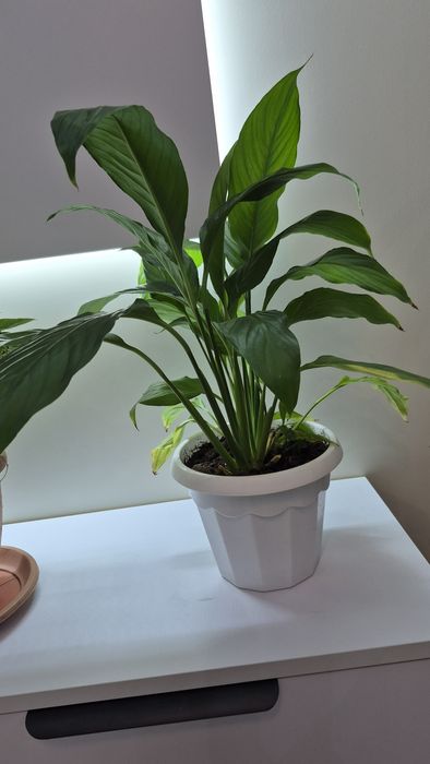 Сингониум. Спатифиллум