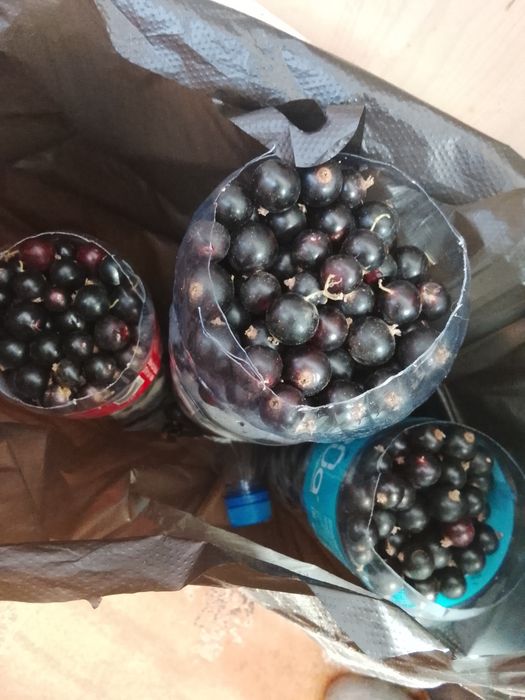 Продам Черная смородина
