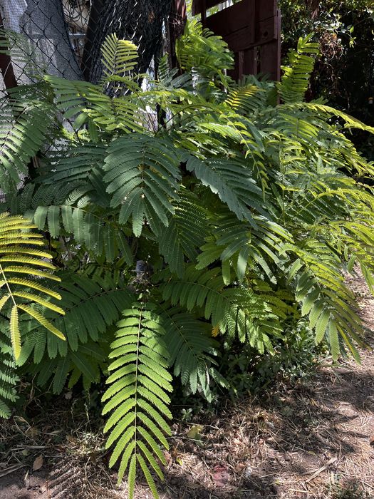 Pomi albizia Arbore de matase