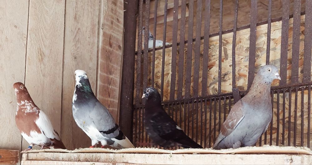 Vand porumbei  jucători rolleri birmingham