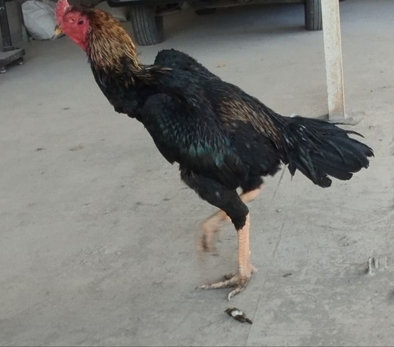 Pornografik qiziqishlarning fotosuratlari