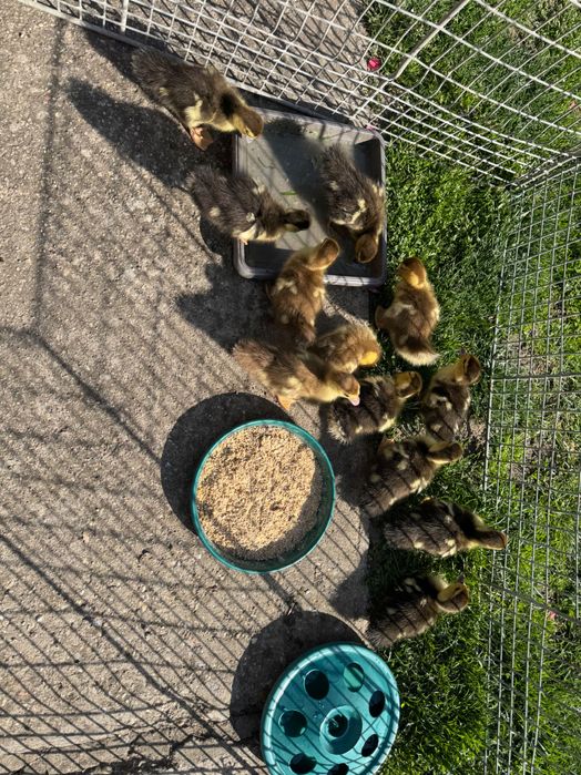 Boboci de rața muta