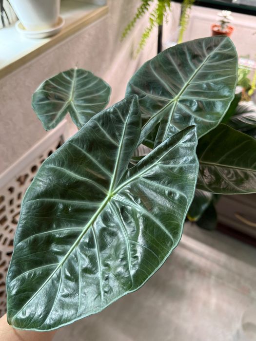 Алоказия Марокко