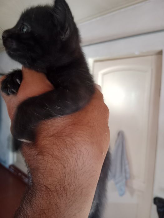 Котята отдам даром