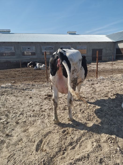 Продается коровы, нетели голштинской породы