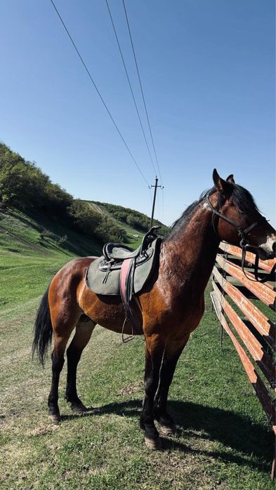 Продам коня………….